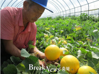 옥천군 군북면 국원리, 황금빛 양구 멜론 수확 임박