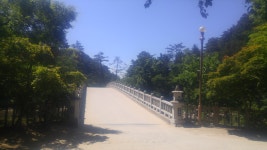 <현지르포>강원도 월정사 입구 천년된  전나무숲 사이의 흙길