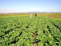 서울 4배크기 연해주 대순농장 한러정상회담 후 주목