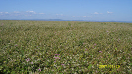 서울 4배크기 연해주 대순농장 한러정상회담 후 주목