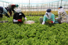 구리농수산물도매시장, 농촌봉사활동으로 구슬땀 흘려