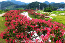 한여름, 백일홍 꽃길 낭만에 빠져보세요