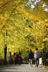 영주시, 올가을 단풍은 ‘세계유산 부석사 은행나무길’로