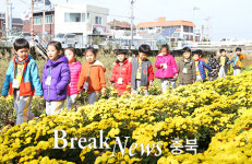 충주시, 용산동 충주천변 국화꽃길 걸으며 힐링해요