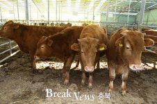 보은군, 축산농가 가축재해보험 90% 지원