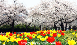 정읍시… 벚꽃로~천변로 잇는 다리 가설 