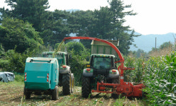 축산농가 사료비 절감, 조사료서 답을 찾다