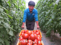 옥천군, 시설하우스 재배 유기농 토마토 본격 출하