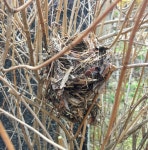 노부모의 빈둥지 증후군