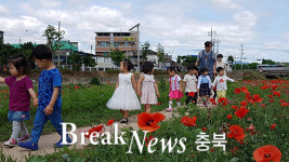 봉방동 충주천 산책로, 꽃양귀비‘활짝’