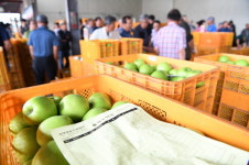 영주 햇사과 ‘아오리’ 본격 출하