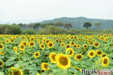 “축제의 변신은 무죄” 장성 노란꽃잔치 무엇이 달라졌나?
