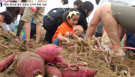 제15회 충주 천등산 고구마 축제 성료