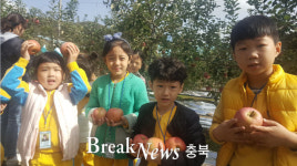 영동군, 명품 영동사과 수확체험행사 인기