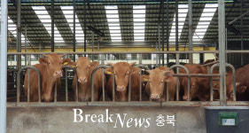 보은군, 축산농가 가축재해보험 10억2천여만원 지원