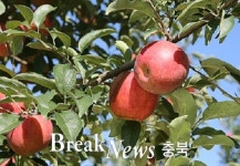 충주사과, 10년째 미국식탁 올라.. 우수성 입증