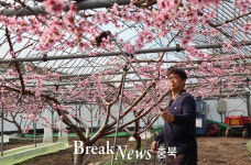 영동군, 복숭아 시설하우스 수분작업 한창