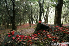 전남도, 올해 방문해야할 3월의 명품숲 강진 백련사 동백숲