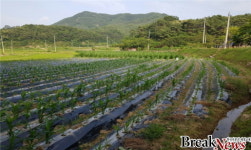 전남도, 올 논 타작물재배 단가 인상 건의