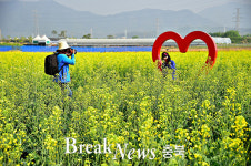 제천시, 의림지 솔방죽 인근 유채경관 조성