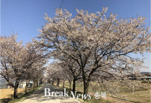 진천군, 봄철 명품 가로수길 조성