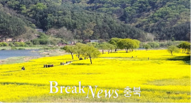 옥천군 동이면 친수공원, 유채꽃 넘실