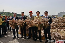 고흥마늘, 본격 수확! 첫 산지경매 시작!