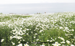 【포토】변산마실길…  찔레꽃・데이지꽃 만개