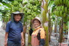 ‘해남산 바나나’맛볼 날 멀지 않았다