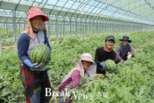 과일의 고장 영동군, ‘양산수박’ 출하 본격화