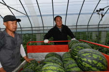 양평군, 물맑은 양평수박 출하 본격화