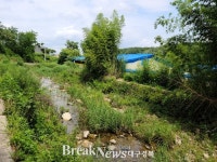 포항시 오천읍 돼지사육, 악취에 인근주민 집단 반발