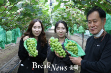 옥천군 군서면 금천리, 시설하우스 샤인머스켓 수확 한창