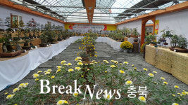 충주사랑 국화사랑 충주국화분재 작품전시회 개최