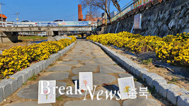 용산동 충주천변, 국화꽃향기로 코로나 블루 치유