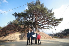 예천 수한리 소나무 문화재 지정서 전달