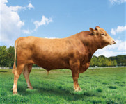 괴산군 원영호 농가, 농진청 한우 보증씨수소 선발