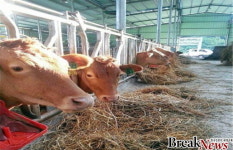 장흥군, 2021년 한우 송아지 브랜드 육성 공모 사업 선정