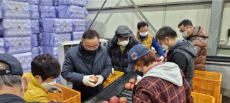 단고을조합공동사업법인, 단고을 단양 사과 수도권 소비자 호평