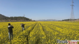 신안군 팔금면 ‘유채꽃 만개’ 상춘객 몰려
