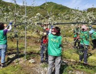 보은군 보은읍 새마을부녀회, 농가 생산적 일손봉사 활동
