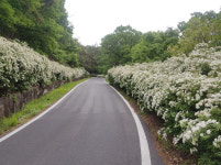 진천군 초평면, 이팝.조팝나무 꽃길 각광