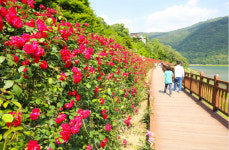 단양 장미터널, 수백만송이 장미의 유혹