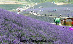 정읍허브원 보랏빛 라벤더 꽃 만개