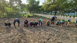 양평군 강하면새마을협의회, 생명살림운동 케냐프 시범식재 시행