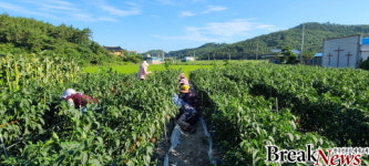 증도 생활개선회, 삼복 무더위 사랑과 봉사로 극복