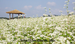 【포토】고창 학원농장 메밀꽃ㆍ해바라기 반발