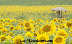 【포토】고창 학원농장 메밀꽃ㆍ해바라기 반발