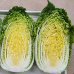 괴산군농업기술센터, 지역특화 신품종 배추 ‘괴산1호’ 시험재배 확대