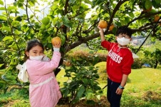 중랑구, 꼬마농부들 먹골청실배 수확.나눔행사